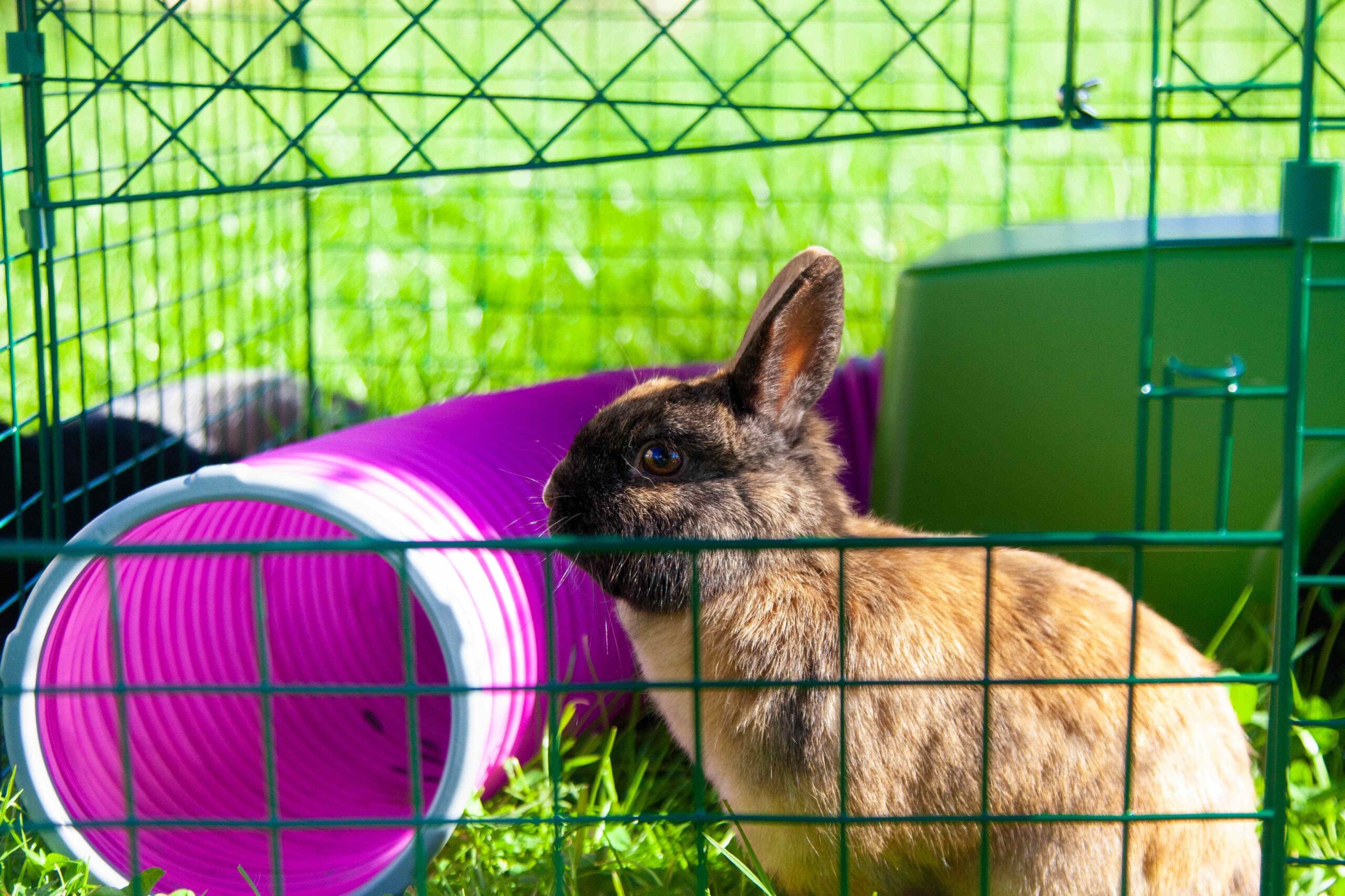 Jardiner pour mon lapin - Rabbits World