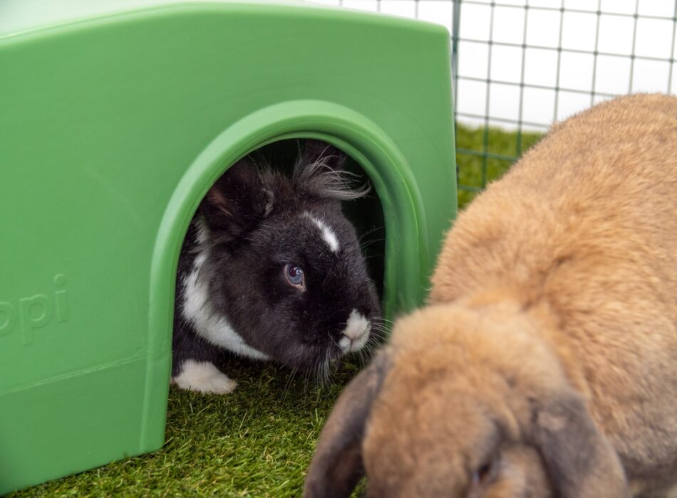 Lapins qui s’abritent dans un abri pour lapins Zippi d’Omlet vert