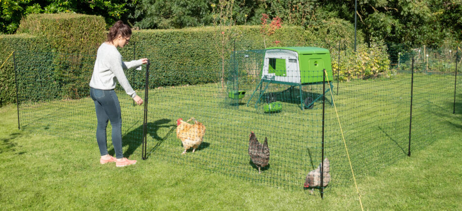 Le filet à poules Omlet s’intègre parfaitement à votre jardin, offrant un espace réservé à vos poules.
