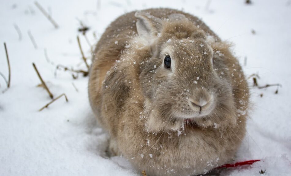 Un lapin marron poilu dans la neige