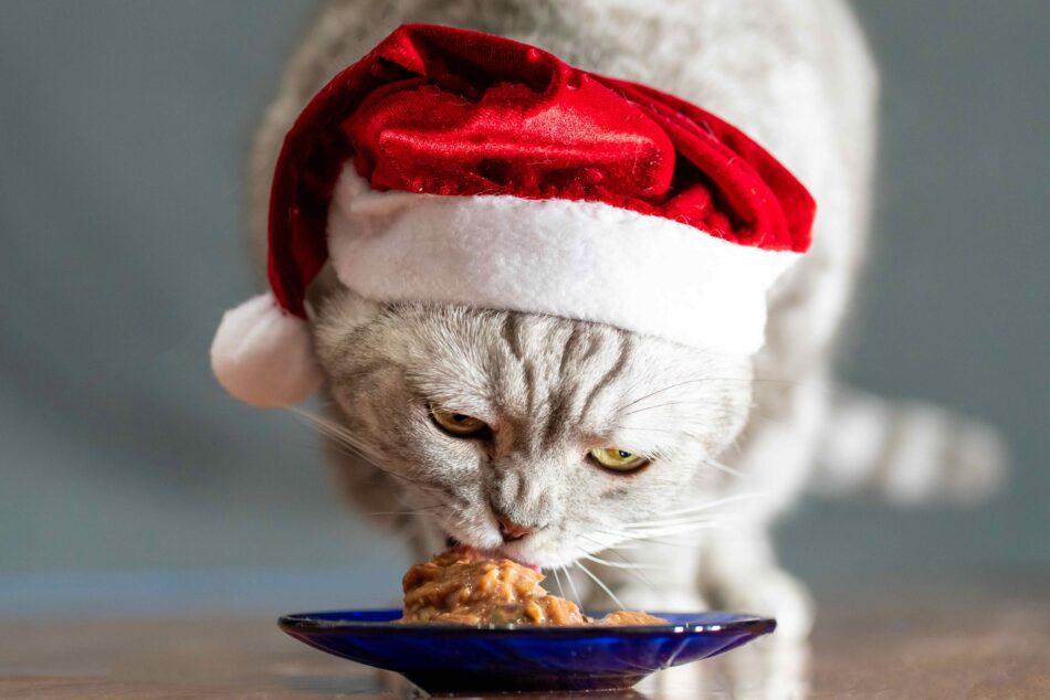 Chat avec un bonnet de Noël qui mange de la nourriture
