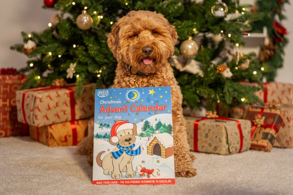 Chien devant un sapin de Noël avec un calendrier de l’Avent pour chien
