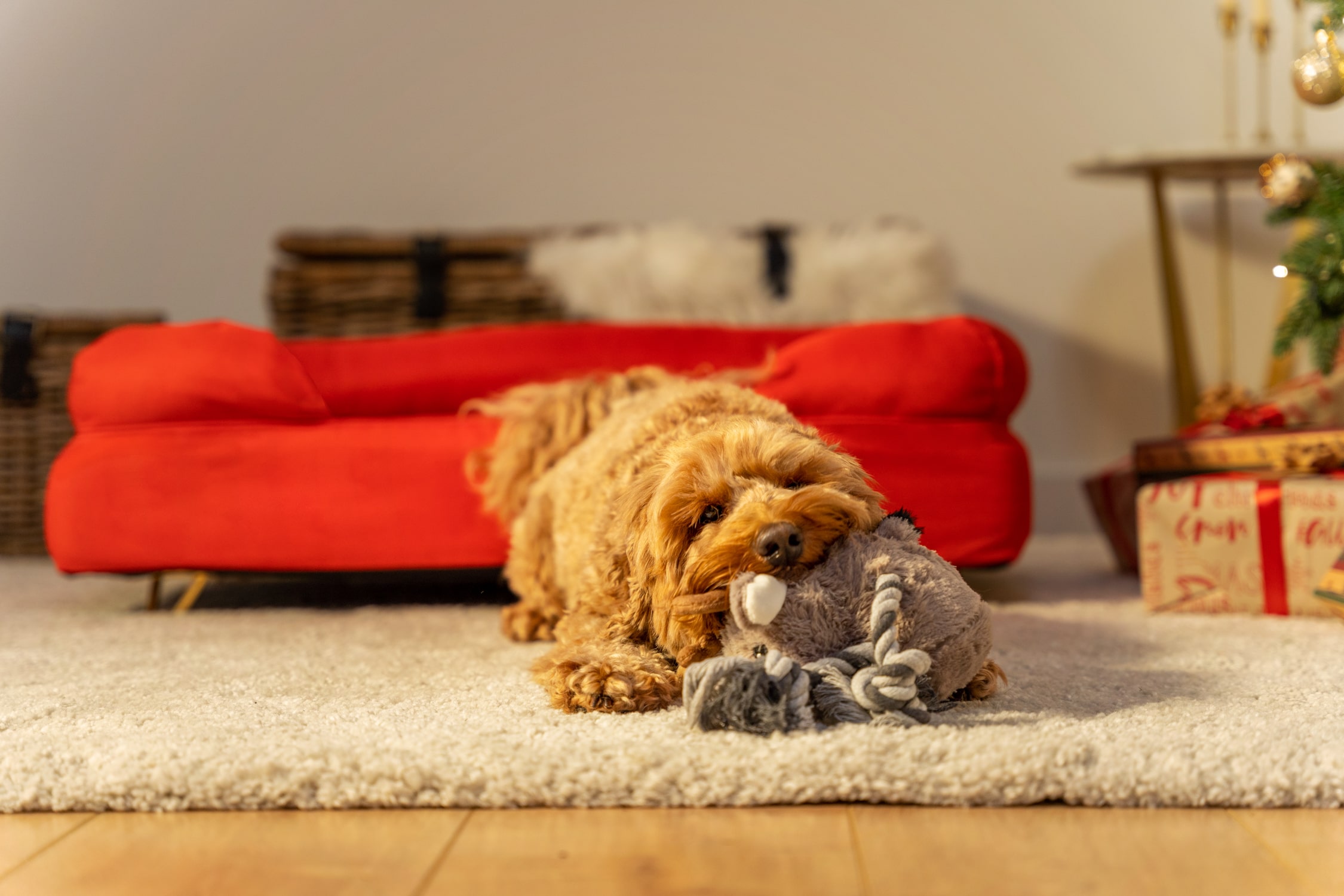 Chien qui mâchouille un jouet pour chien de Noël devant le panier pour chien Bolster d'Omlet