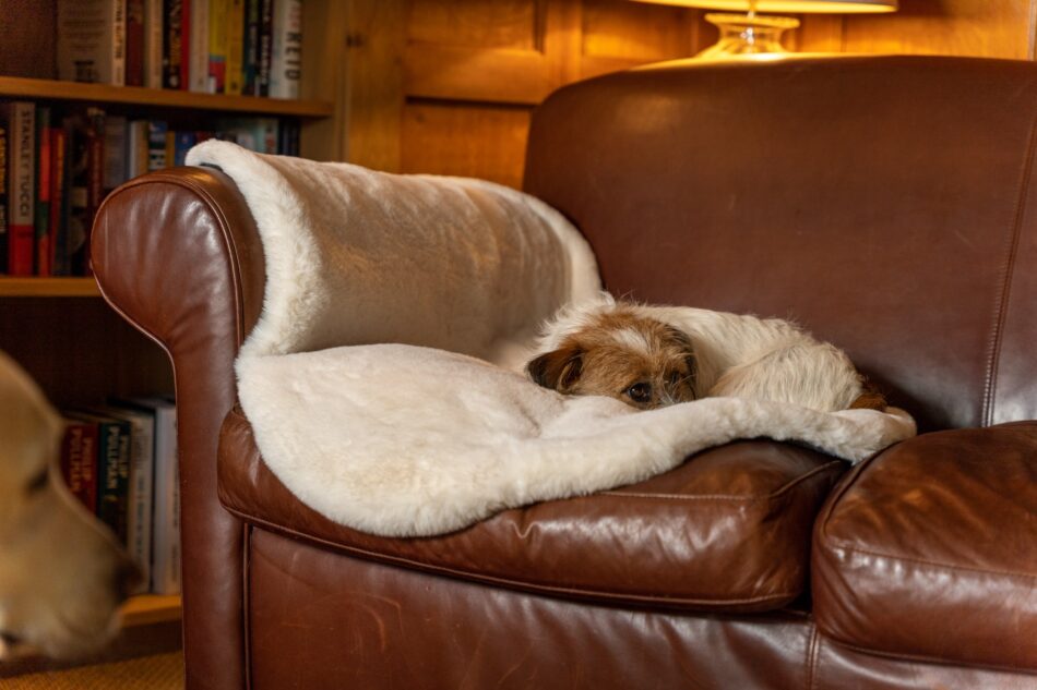 Chien terrier endormi sur la couverture de luxe en fausse peau de mouton pour chien d’Omlet sur un canapé