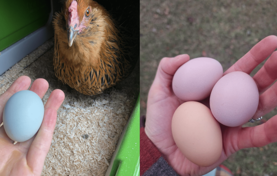 Montage photo d’éleveurs de poules qui tiennent des œufs de couleurs différentes