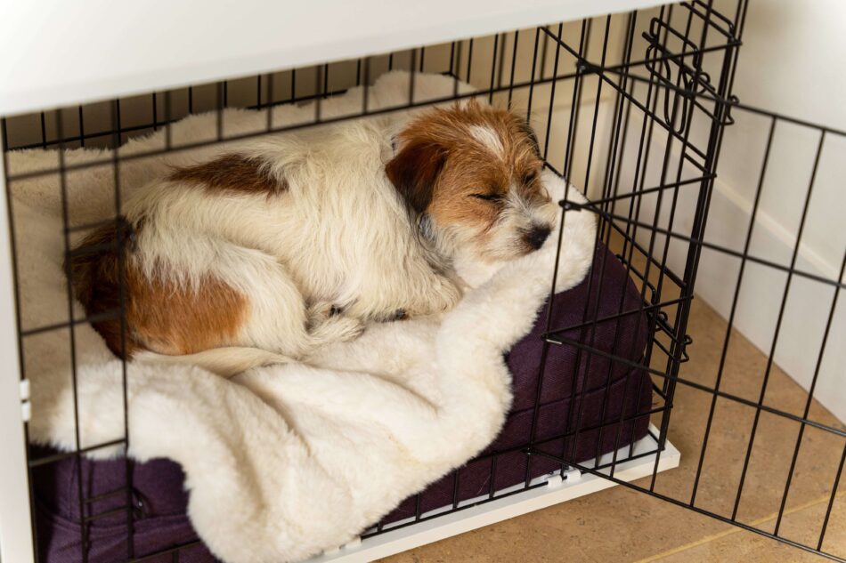 Terrier endormi sur la couverture ultra douce pour chien d’Omlet dans la niche pour chien Fido d’Omlet