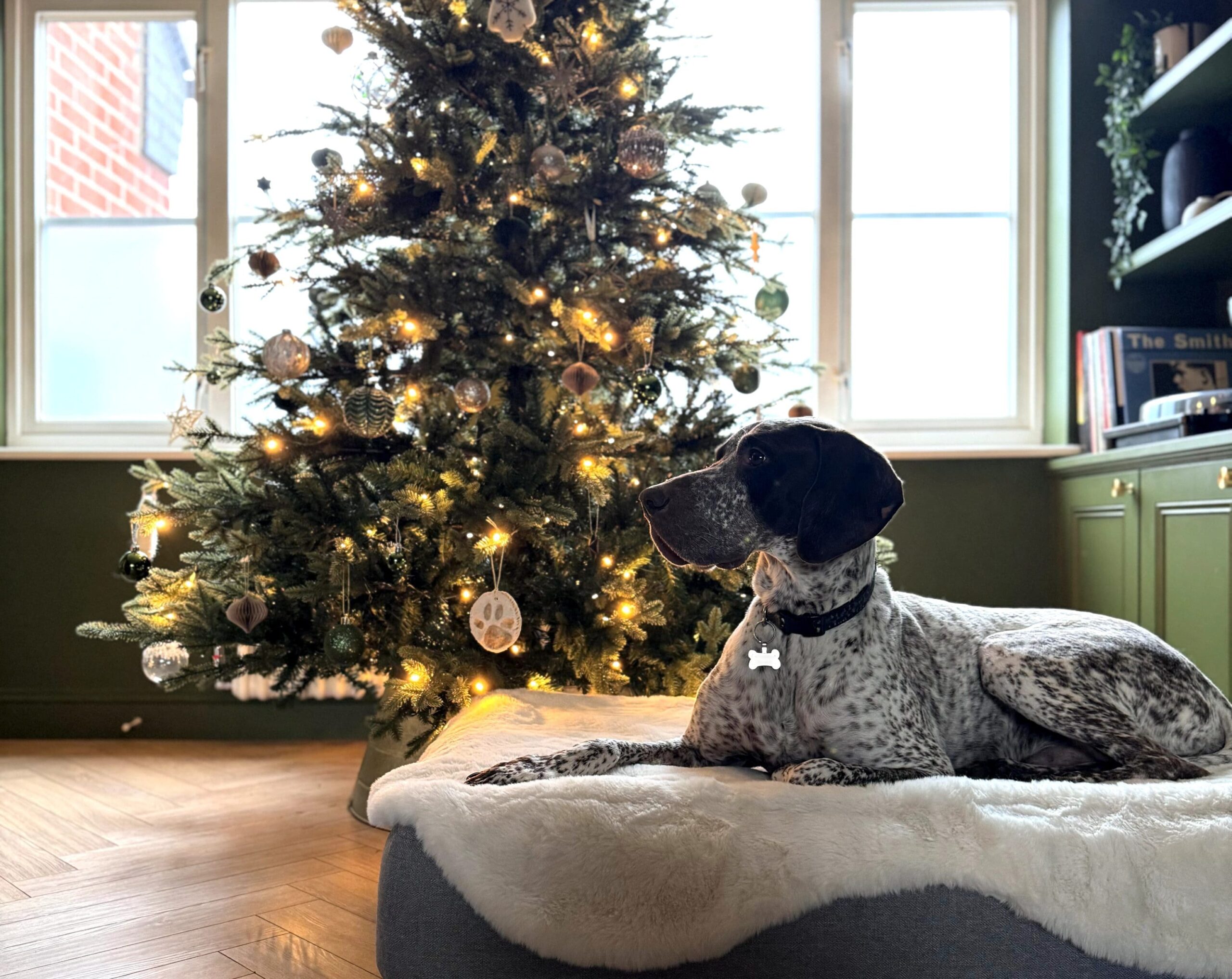 chien sur le panier topology devant le sapin de Noël