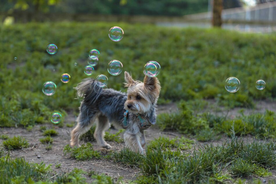 Chien Yorkshire terrier qui joue avec des bulles à l’extérieur