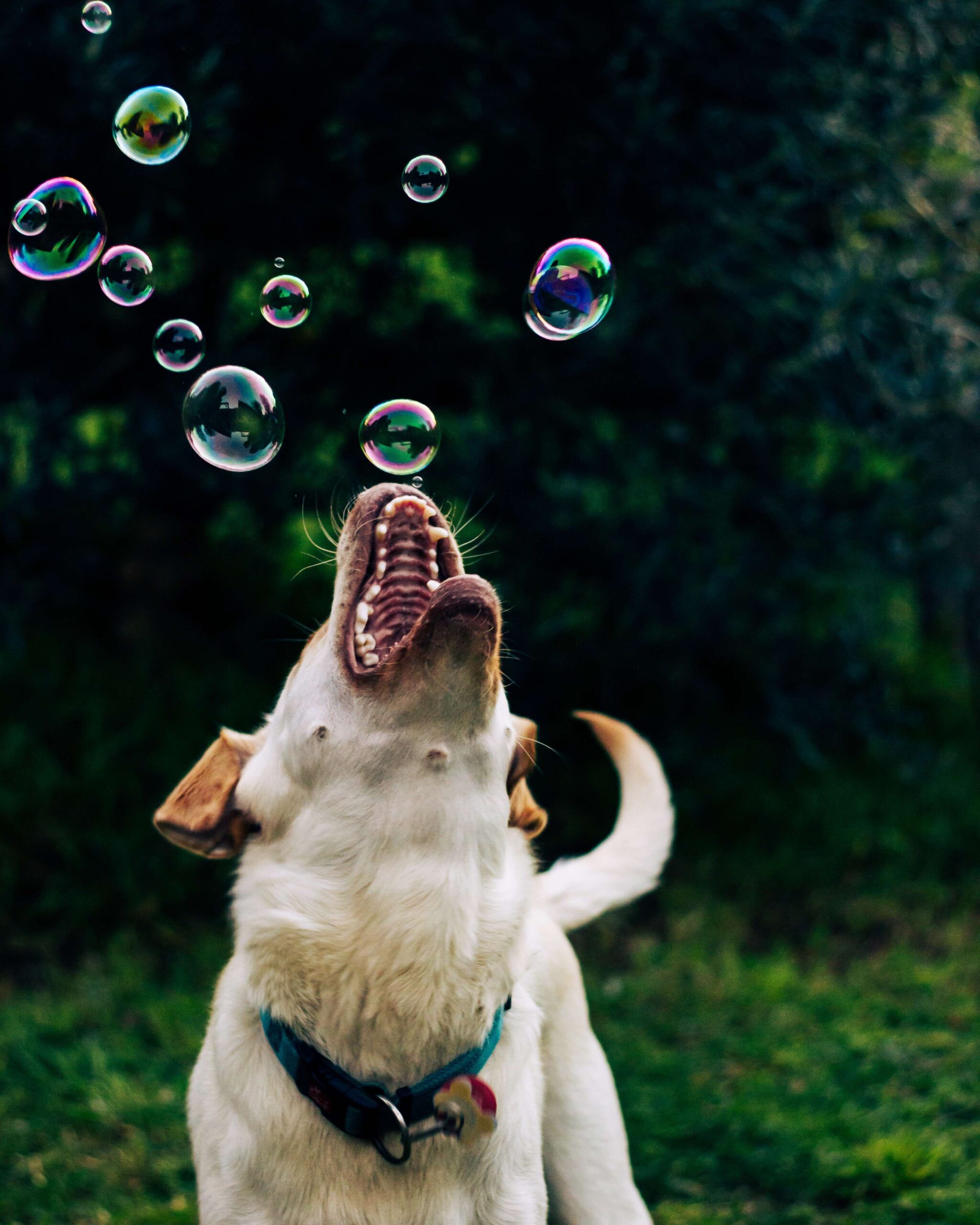 Des Bulles Sans Danger Pour Les Chiens Omlet Blog France