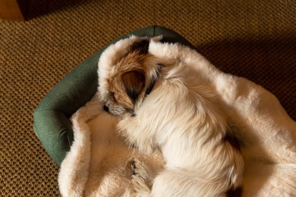 Chien terrier détendu après une journée Spa, allongé sur une luxueuse couverture ultra douce pour chien en fausse peau de mouton d’Omlet