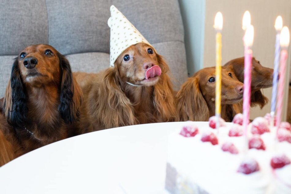 Des chiens qui célèbrent un événement avec des chapeaux de fête