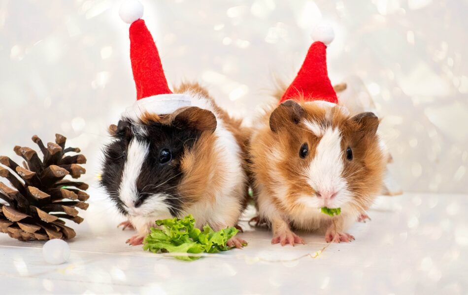 Cochons d’Inde avec des bonnets de Noël qui mangent des friandises de Noël