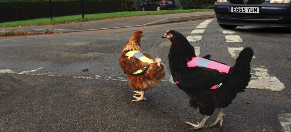 Élevage de poules en ville – poules qui traversent la route avec des gilets de signalisation d’Omlet