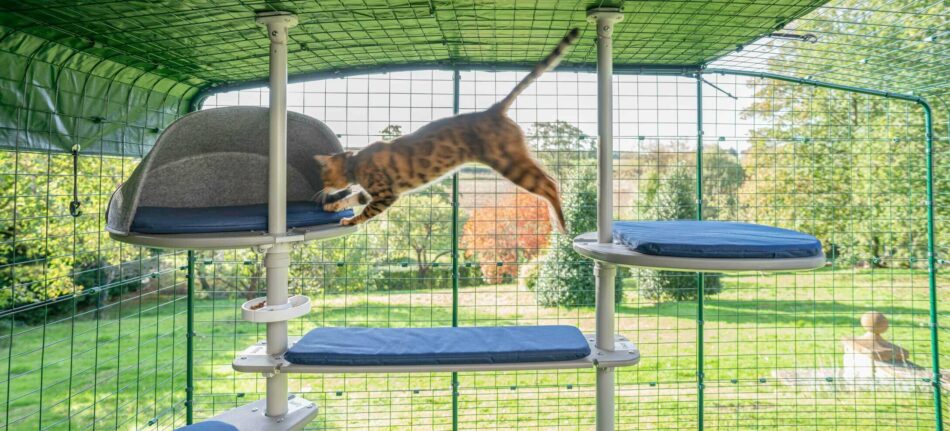 Chat qui saute sur un arbre à chat d’extérieur Freestyle d’Omlet