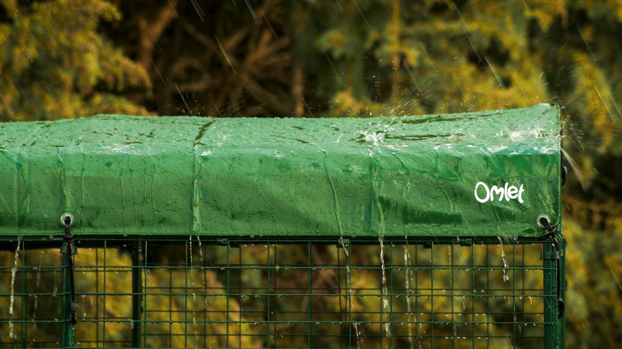 Les poules aiment-elles la pluie ? - Omlet Blog France