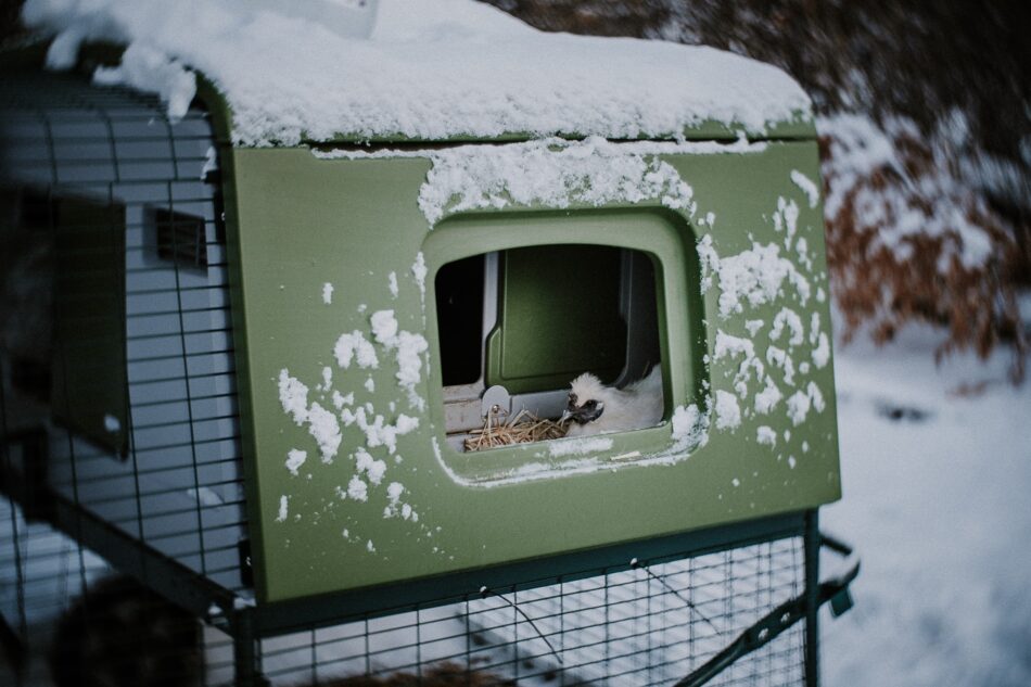 Poule Soie dans un poulailler Eglu Cube d’Omlet couvert de neige