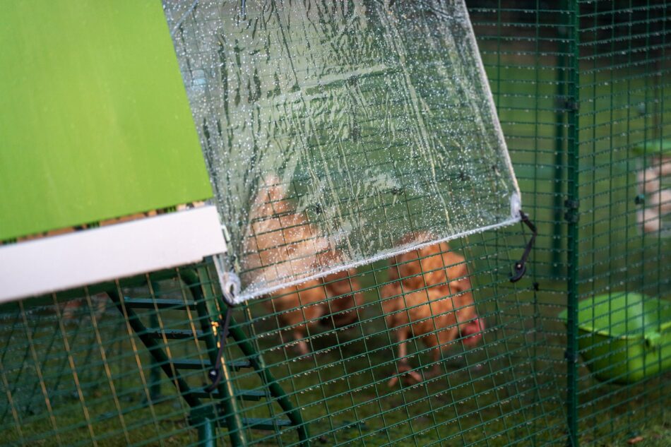 Poules protégées de la pluie par les bâches de protection contre les intempéries d’Omlet