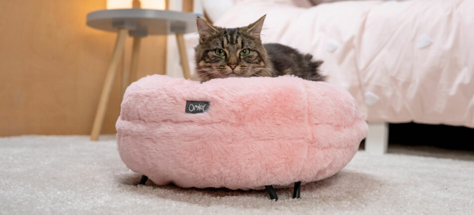 Chat couché sur le panier pour chat Maya Donut d’Omlet de la collection Enchantée 