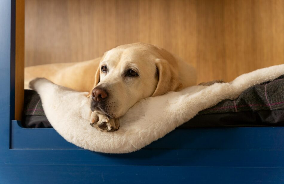 Chien Labrador âgé allongé sur la couverture pour chien en fausse peau de mouton d’Omlet 