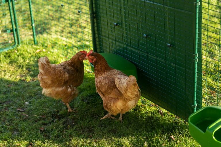 Les Différentes étapes De Lélevage De Poules Omlet Blog France 