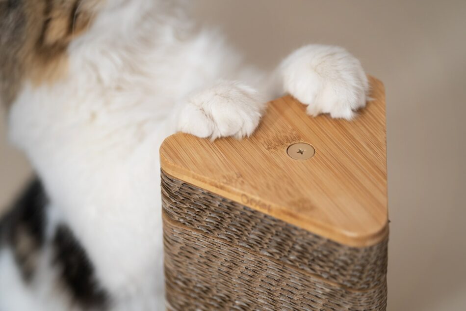 Gros plan sur des pattes d’un chat blanc sur le griffoir Stak d’Omlet