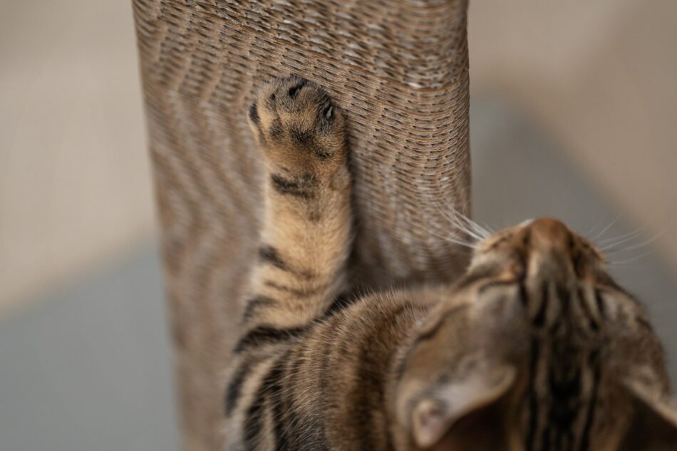 Gros plan sur des pattes d’un chat griffant le griffoir Stak d’Omlet