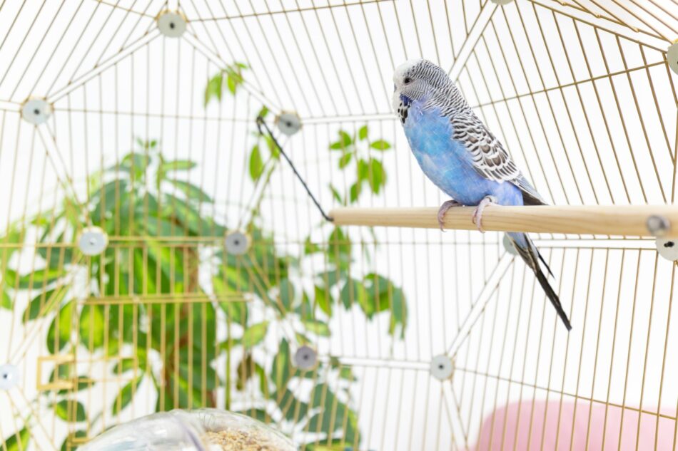 Oiseau bleu et gris dans la cage à oiseaux Geo d’Omlet  