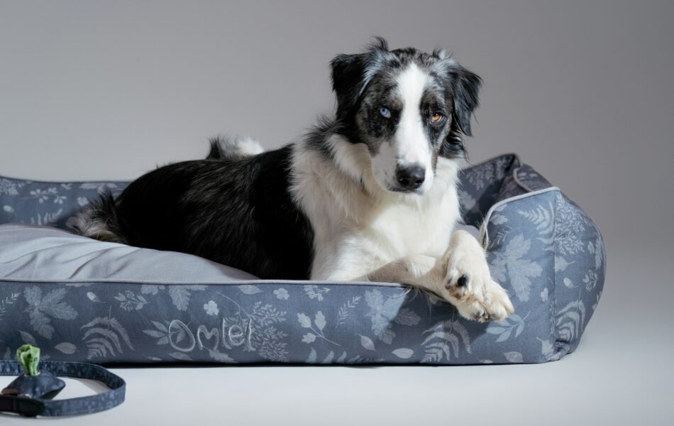 Réduire l’empreinte carbone d’un chien – chien Border Collie couché sur un panier nid douillet pour chien Forrest Fall Grey de la collection Dog Walk d’Omlet