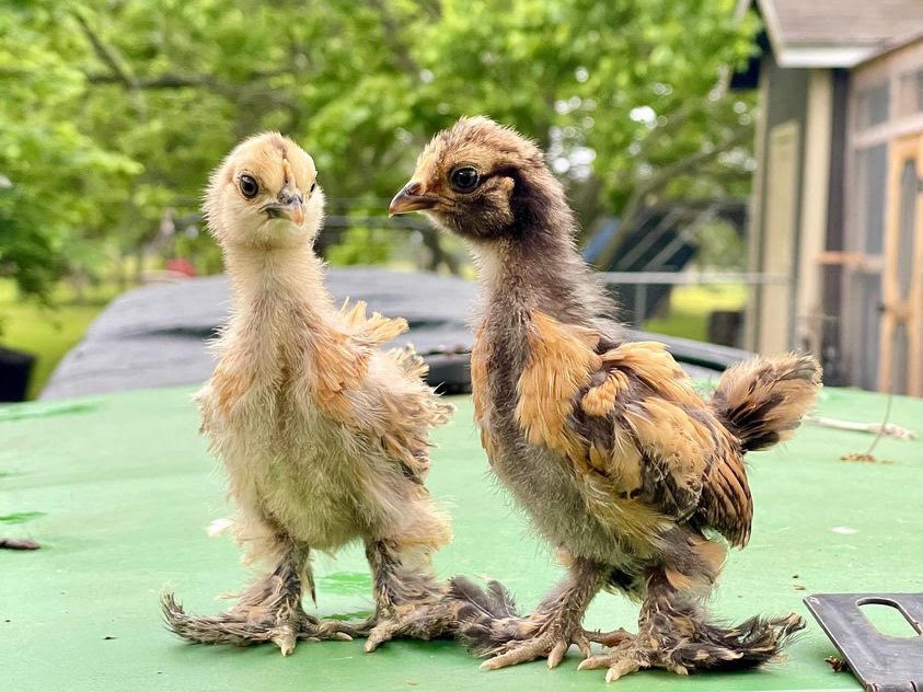 deux poussins debout dans un poulailler Eglu Cube