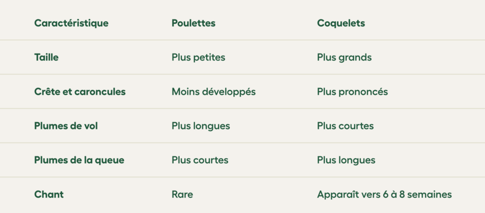 différences entre les poulettes et les coquelets