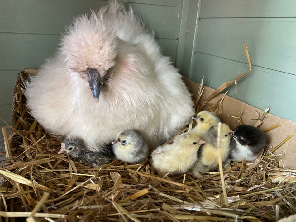 poussins avec une poule dans un poulailler en bois