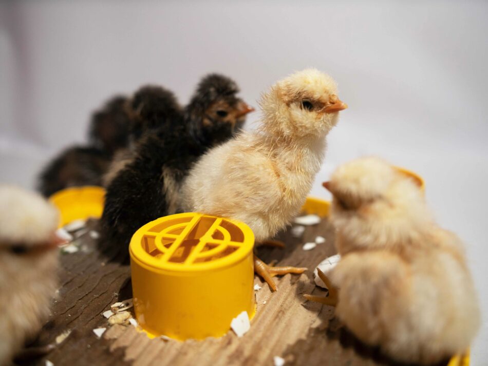 poussins dans une cage éleveuse