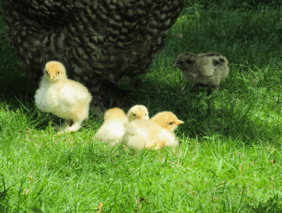 poussins debout à côté d’une poule