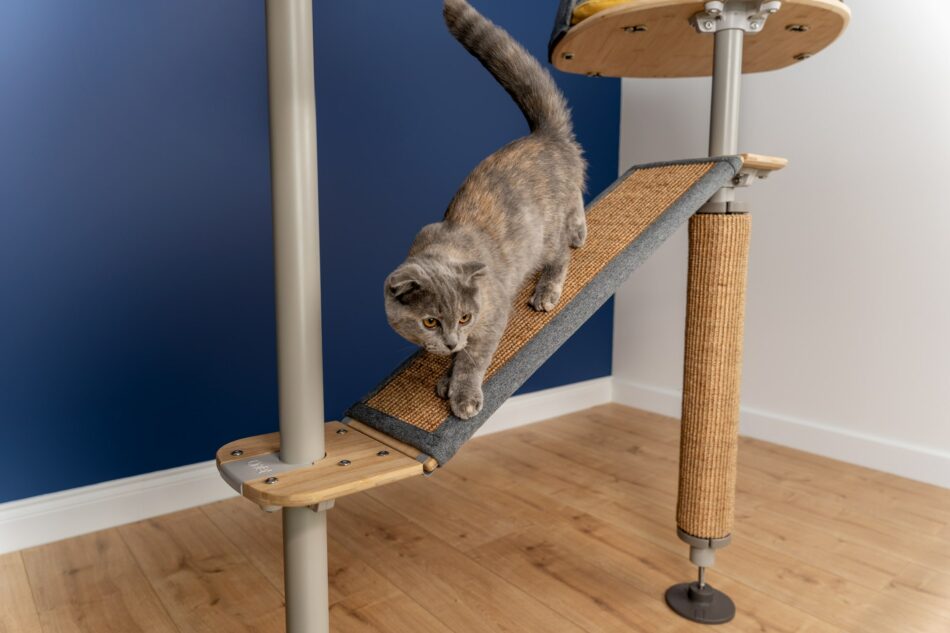 Chat qui grimpe sur l’arbre à chat d’intérieur Freestyle d’Omlet