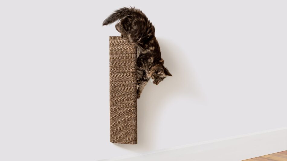 Chat qui grimpe sur le griffoir mural Stak d’Omlet