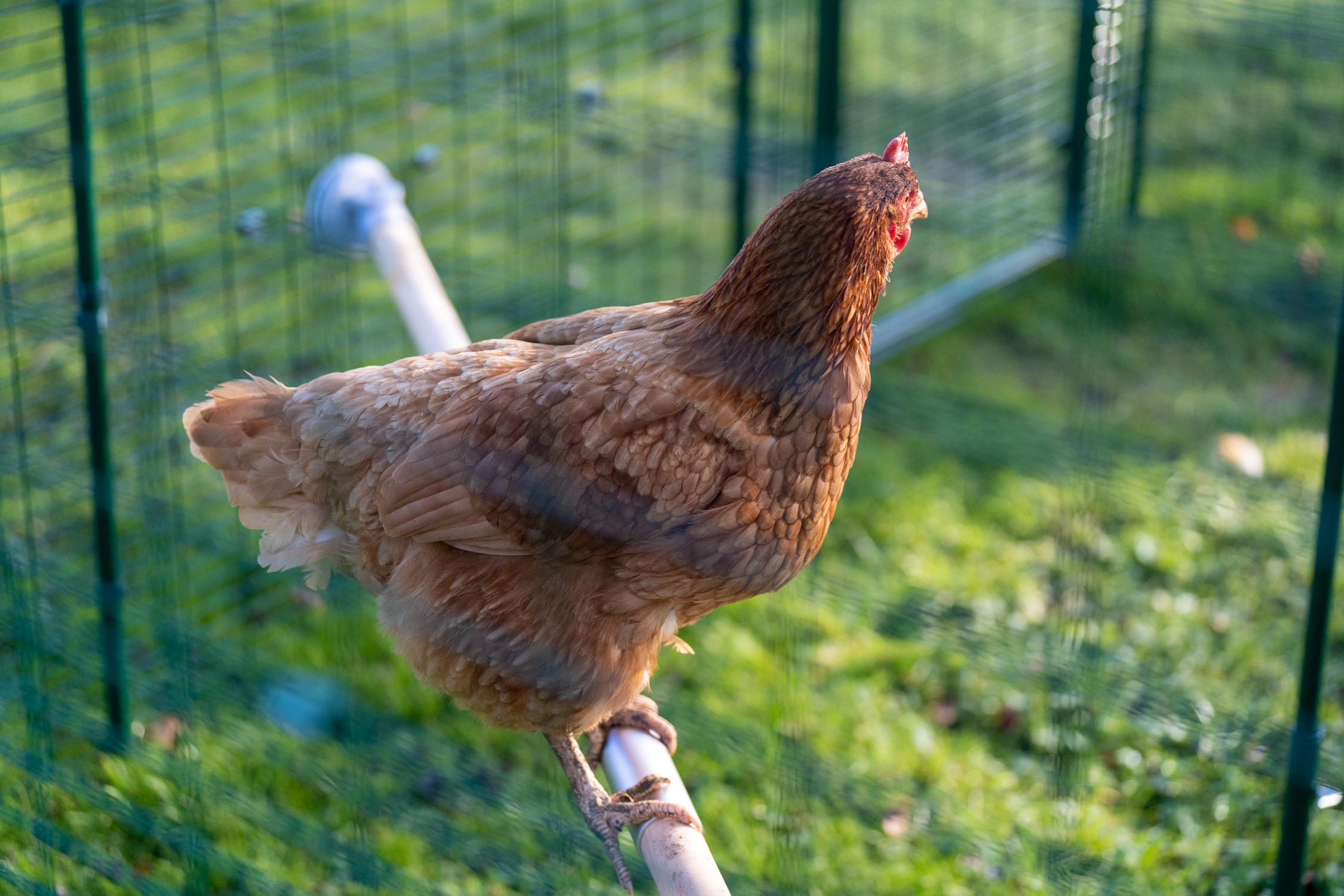 Les filets pour poules : danger ou protection ?