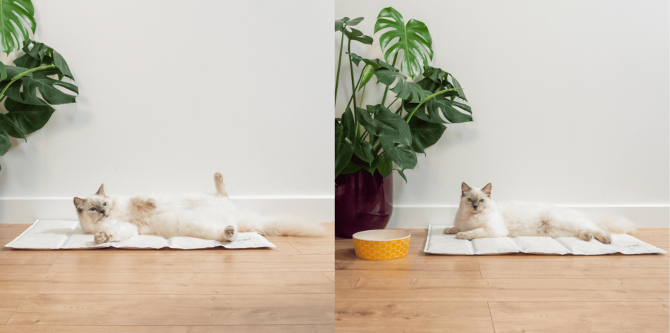 Chat Ragdoll qui se relaxe sur le tapis rafraîchissant pour chat d’Omlet