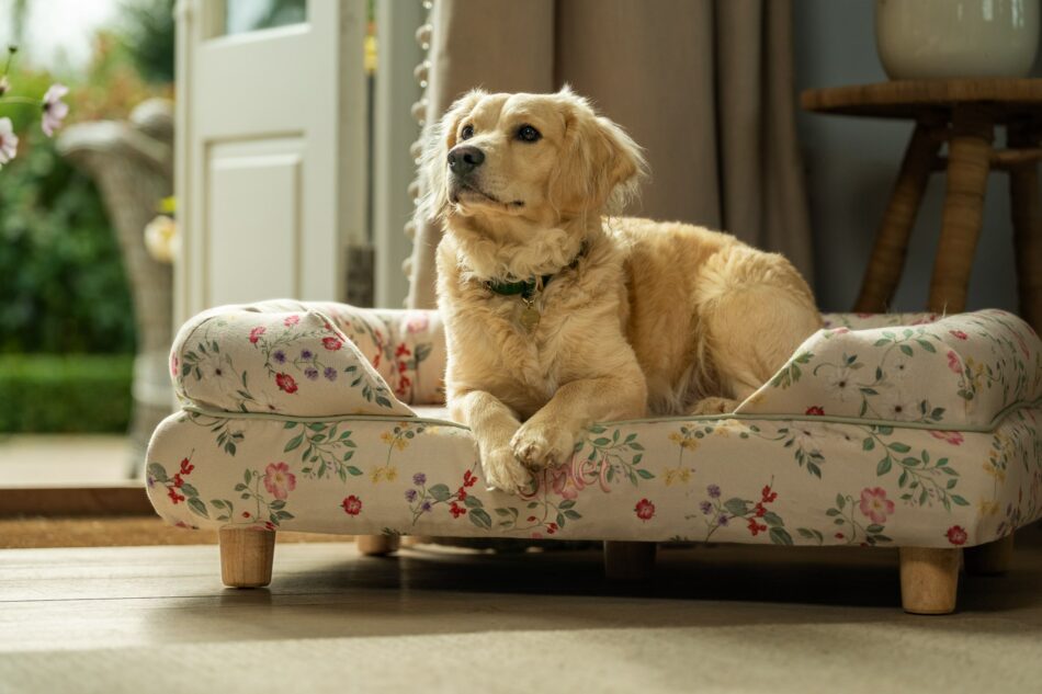 Chien Golden Retriever couché sur le panier pour chien Bolster d’Omlet en imprimé Morning Meadow  