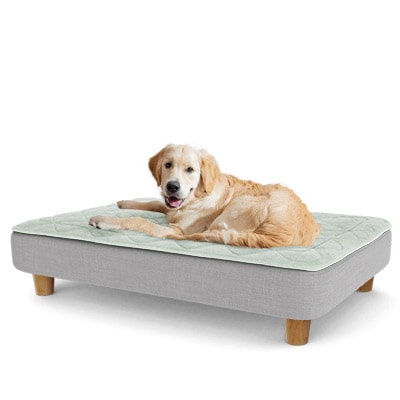Chiot Golden Retriever couché sur le panier pour chien Topology d’Omlet avec un surmatelas matelassé