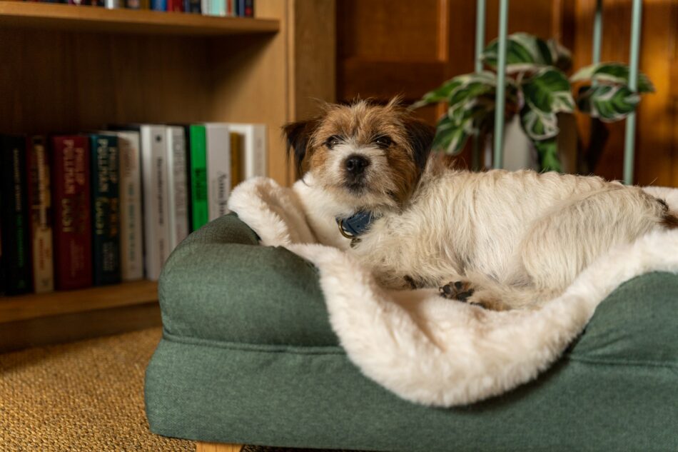 Terrier couché sur une couverture de luxe pour chien d’Omlet en fausse peau de mouton sur un panier pour chien Bolster  