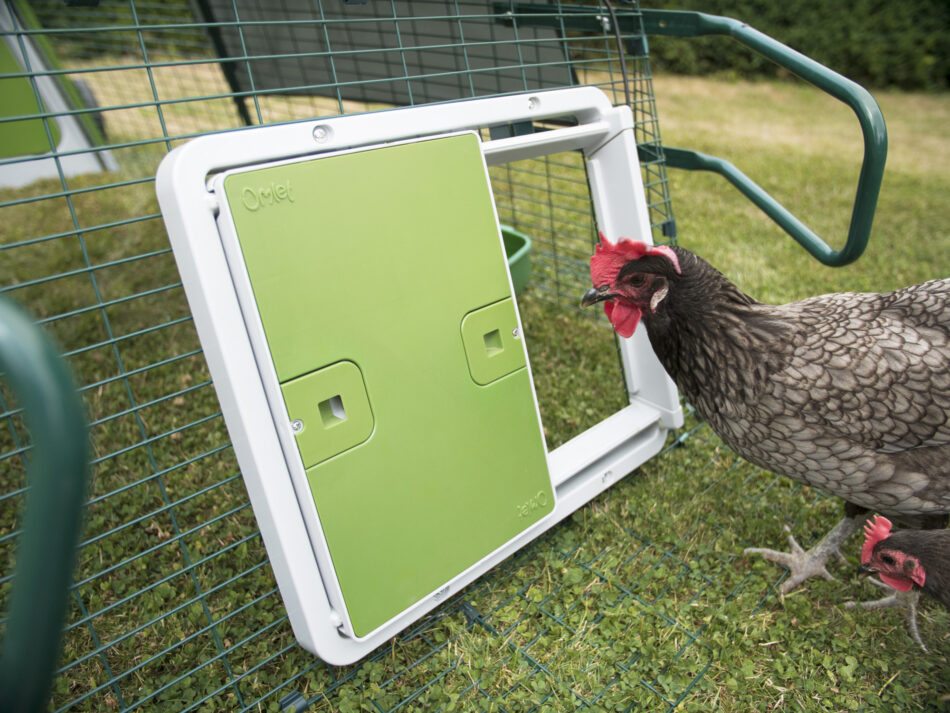Une poule marron qui regarde à l’intérieur de son poulailler sécurisé avec une porte automatique d’Omlet