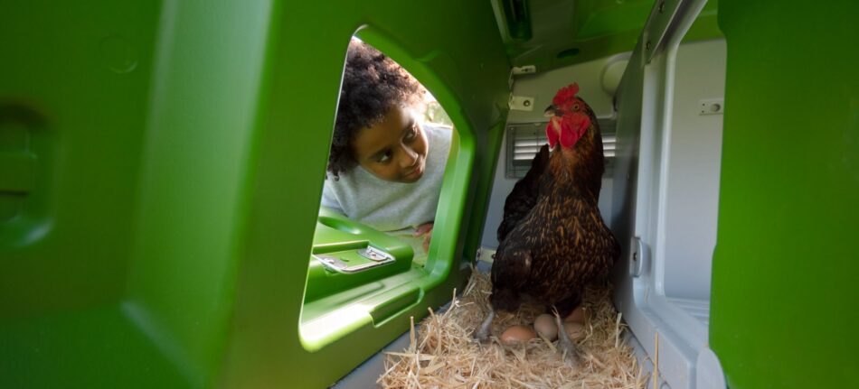 Garçon qui regarde une poule en train de pondre des œufs dans un poulailler Eglu Cube d’Omlet