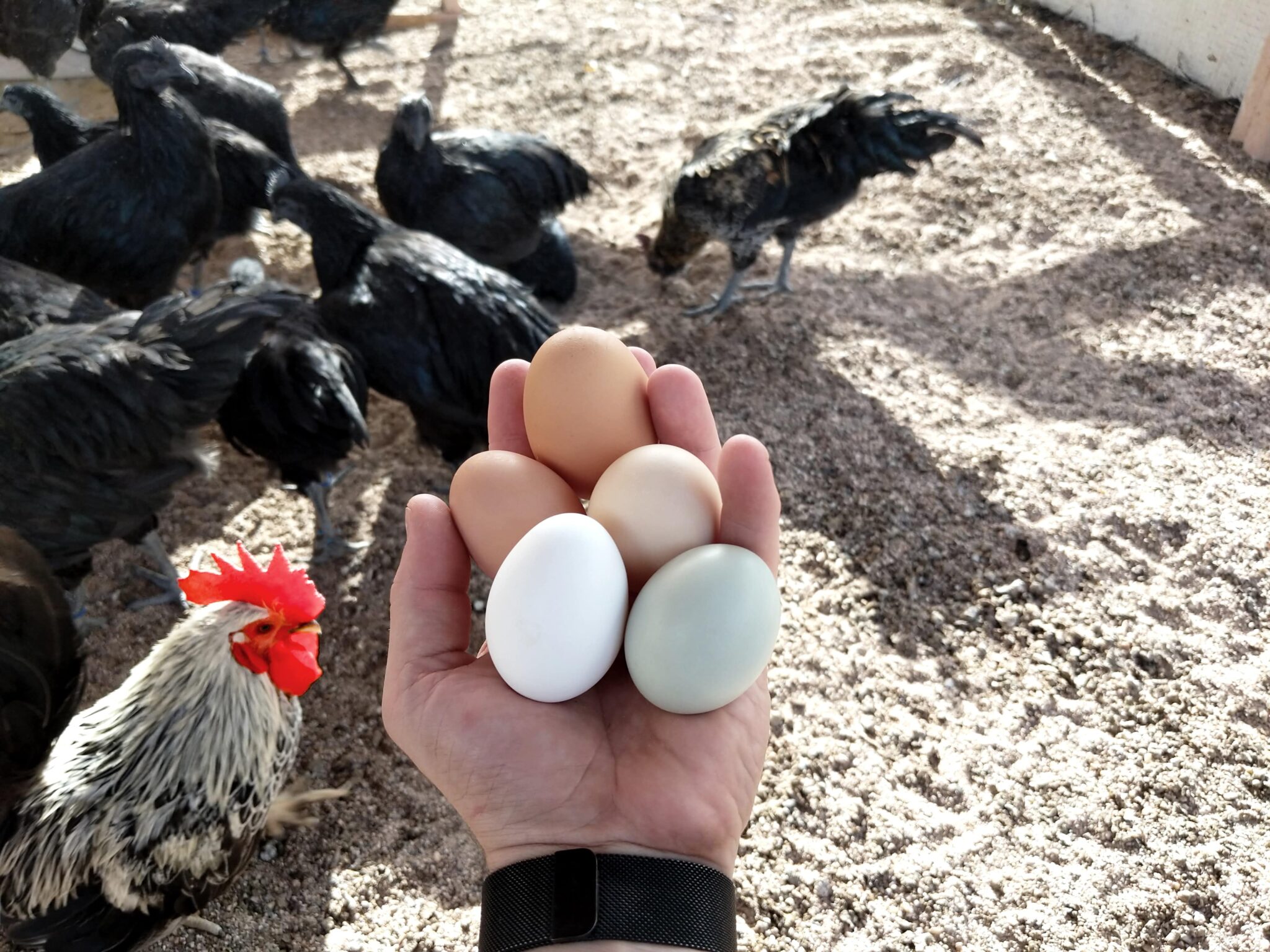 Guide sur les œufs de poules : collecte, production et incubation