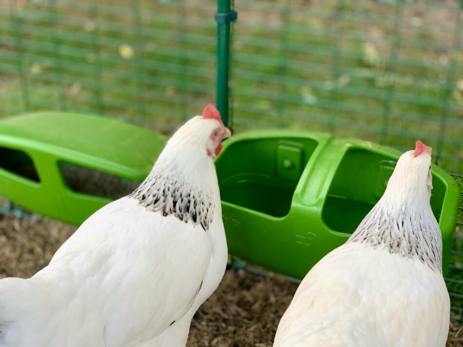 Deux poules blanches et grises qui boivent dans l’abreuvoir du poulailler Eglu Cube d’Omlet  