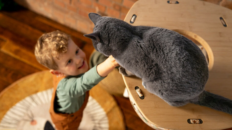 Garçon qui tend la main vers un chat gris dans l’arbre à chat Freestyle