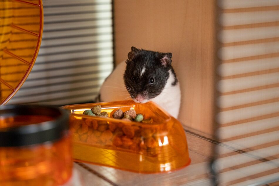 Hamster dans sa cage grignotant de la nourriture
