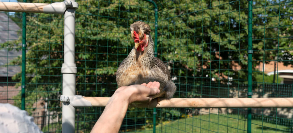 Un éleveur de poules qui tend la main à une poule qui utilise le perchoir pour poules PoleTree d’Omlet  