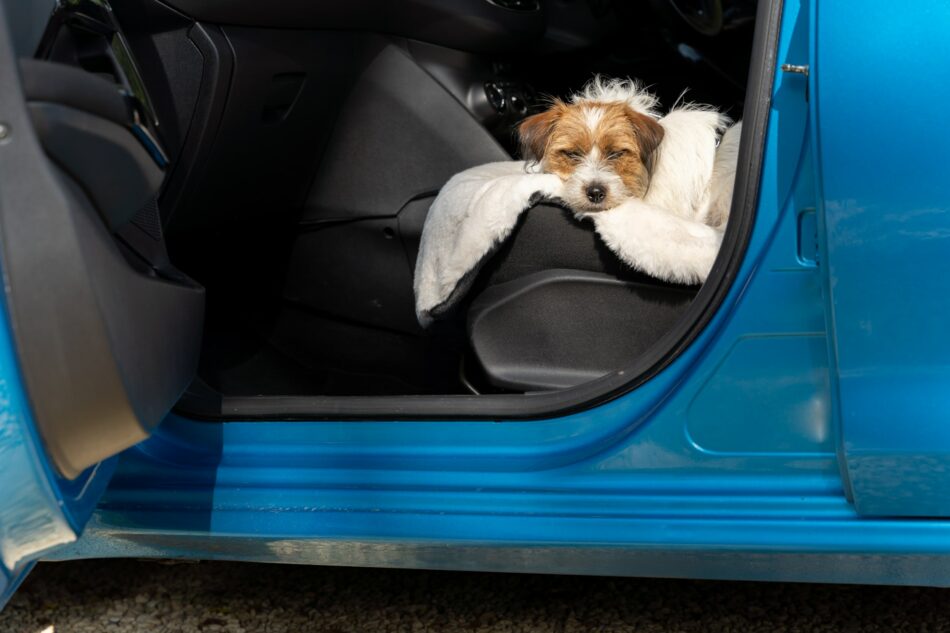 Chien terrier qui voyage en voiture et se repose sur la couverture pour chien en fausse peau de mouton de luxe d’Omlet