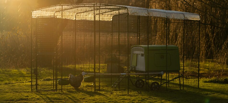 Coucher de soleil sur le Grand Enclos pour poules d’Omlet avec le poulailler Eglu Cube d’Omlet  