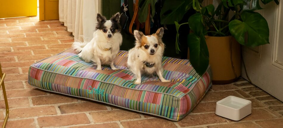 Deux petits chiens sur le coussin pour chien Omlet en imprimé Pawsteps Electric